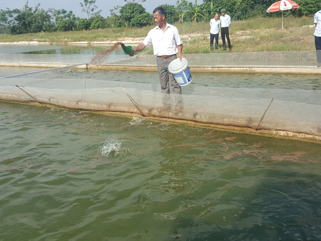 Quản lí ao nuôi cá mè