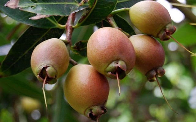 Trái Lý miền Tây về cơ bản hình dáng rất giống với trái mận nên được gọi là quả mận Lý