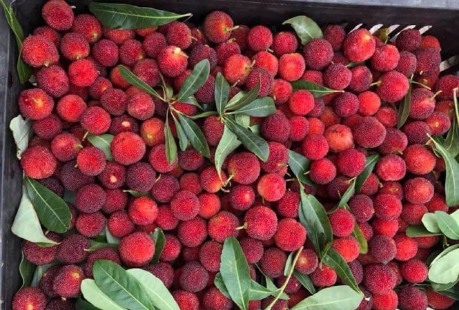 Thanh mai là một trong những loại trái cây đặc sản ở miền Bắc có hương vị thơm ngon