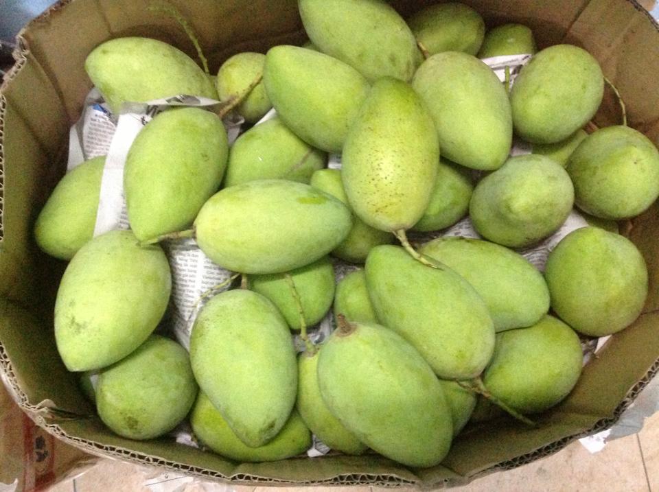 Xoài Yên Châu được đánh giá cao về hương vị ngọt thơm lôi cuốn