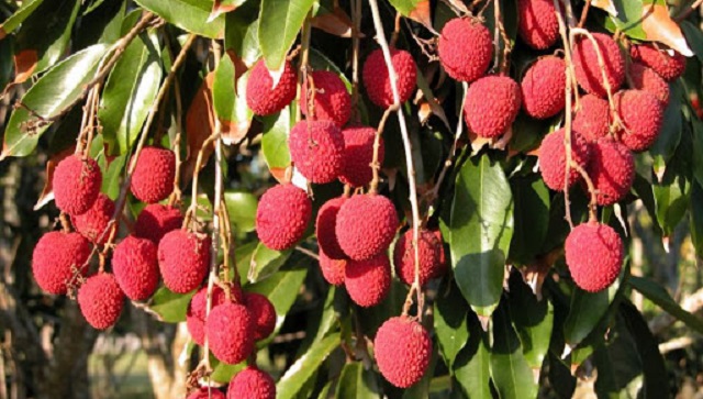 Vải Thanh Hà hấp dẫn người thưởng thức bởi hương vị ngọt ngào, thơm ngon