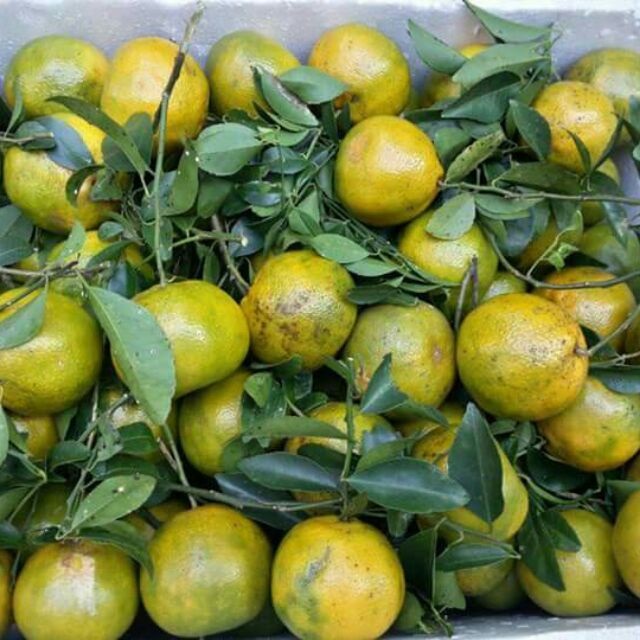 Chọn quýt đúng mùa vụ nên chọn những trái có dạng tròn dẹt sẽ rất ngọt