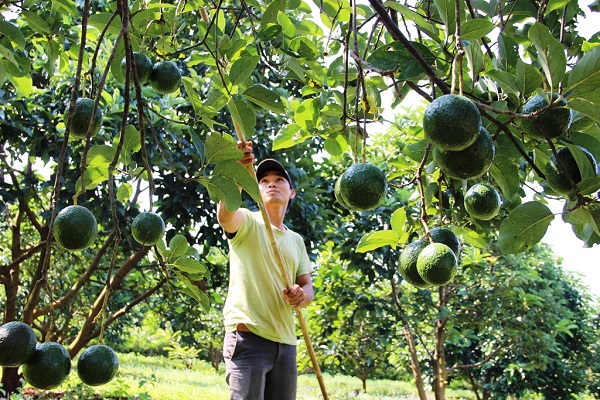 Có nhiều giống bơ trồng được tại miền Bắc