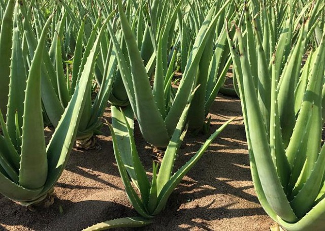 Sau khi trồng khoảng 6 tháng bà con có thể thu hoạch lứa lá đầu tiên