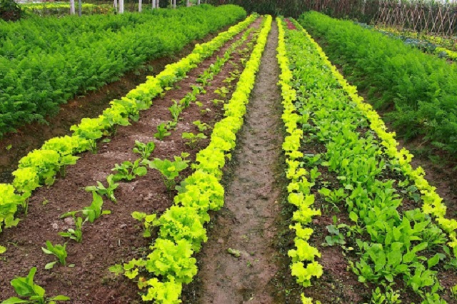 Trồng rau Organic yêu cầu cao về kỹ thuật chăm sóc