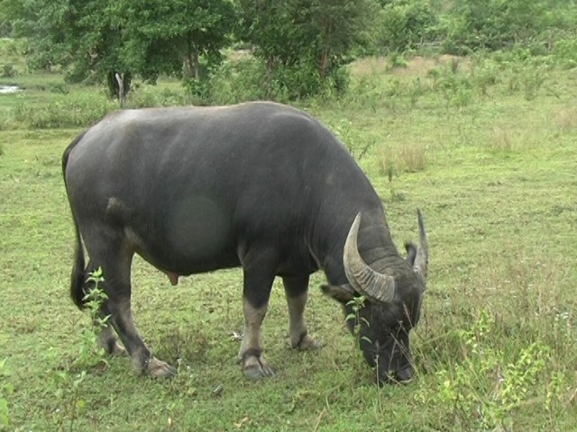 Thời gian vỗ béo trâu