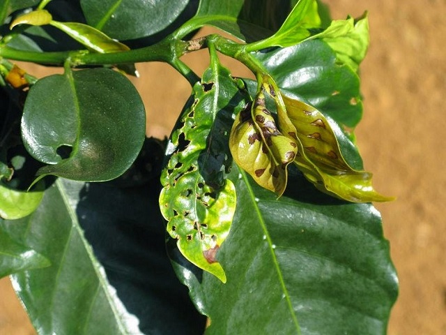 Tình trạng thiếu Canxi ở cây rất dễ để nhận ra