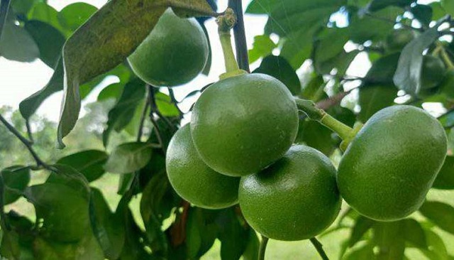 Lượng phân bón Canxi quyết định đến sự phát triển của rễ cây góp phần làm chúng thêm cứng cáp hơn