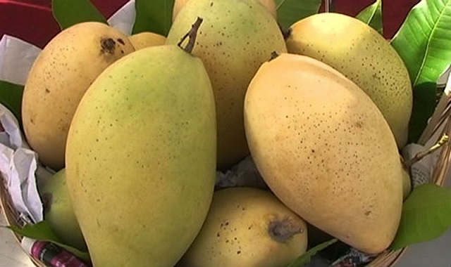 Xoài cát Hòa Lộc hiện tai đang là một trong những đặc sản nổi tiếng của nước ta