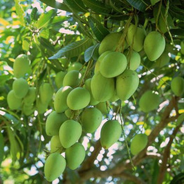 Xoài keo đã già màu da đã dần chuyển sang vàng