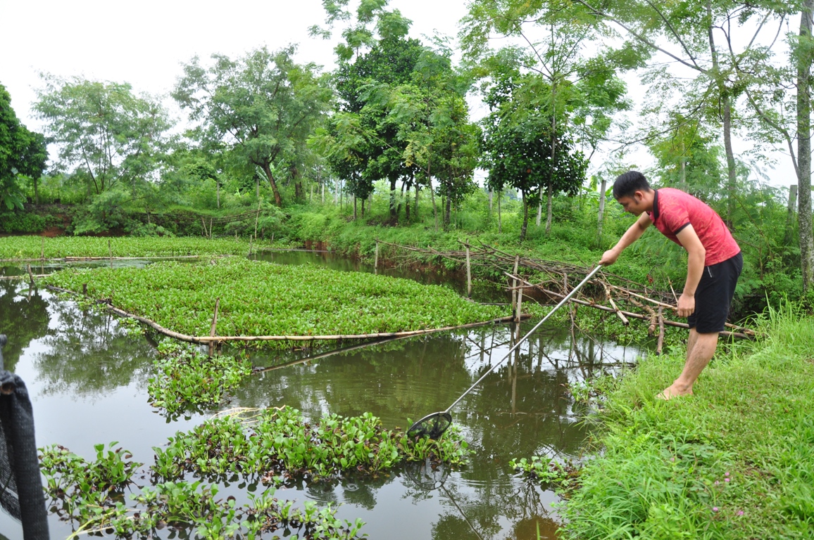 Thức ăn nuôi ốc nhồi