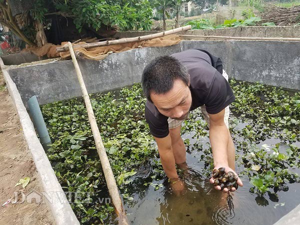 Mực nước nuôi ốc nhồi