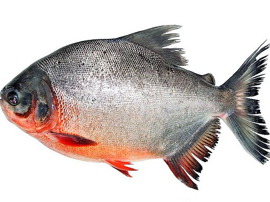 cá chim nước ngọt