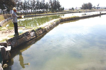 Ao nuôi cá được xây như thế nào