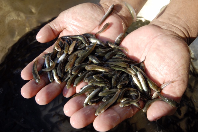 giá cá lóc giống