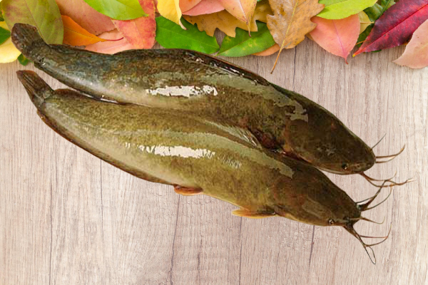 nuôi cá trê vàng