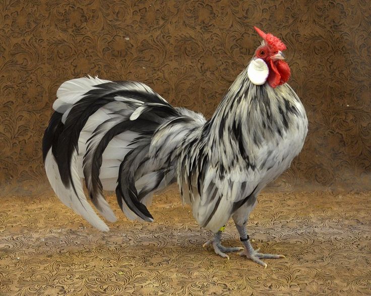 Gà Rosecomb