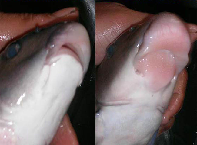 Cá tiến vua độc