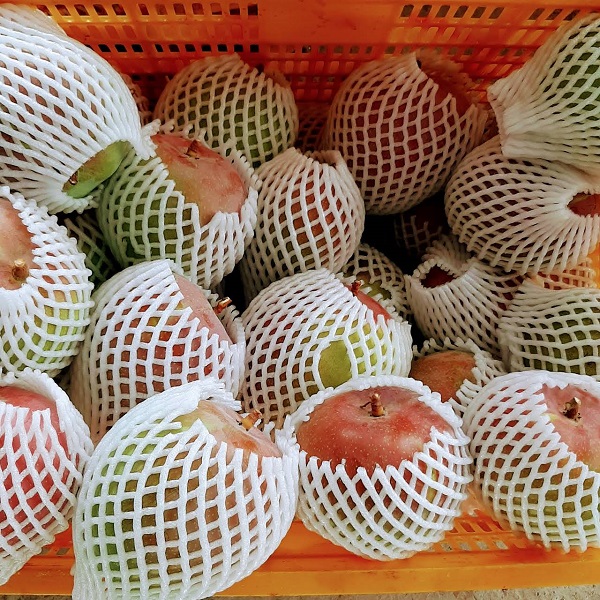 Muốn xoài tươi lâu nên bọc chúng trong lưới xốp