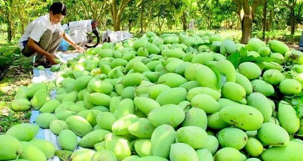 Bước thu hoạch xoài cần được thực hiện cẩn thận để không làm xước vỏ