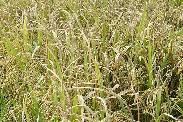 Nguyên nhân gây bệnh cháy lá lúa thường là do nấm Pirycularia Oryzea Cav
