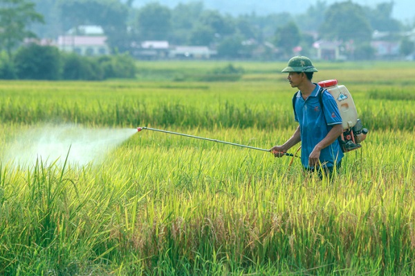 Bà con có thể sử dụng các loại thuốc chuyên trị để loại bỏ bệnh