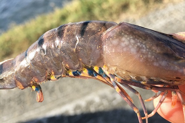 Khi phát hiện trong ao có tôm bị bệnh nên dùng vôi bột để rải xung quanh bờ ao