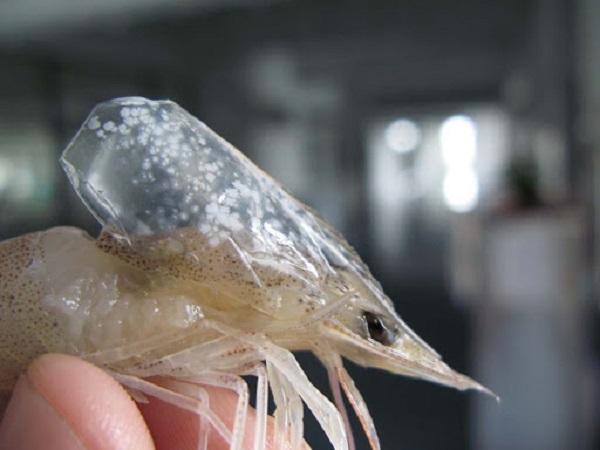 Bệnh đốm trắng trên tôm thường xảy ra do điều kiện thời tiết và môi trường nuôi tôm không ổn định