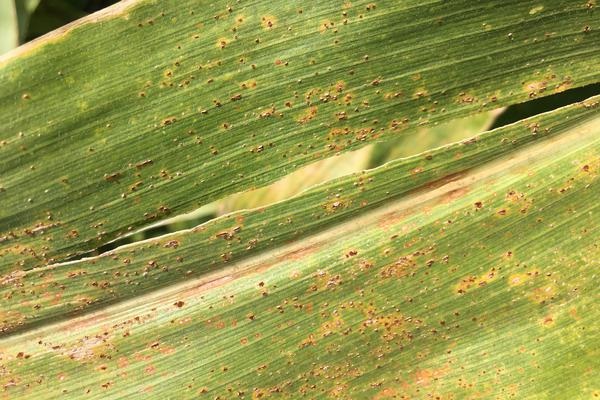 Bào tử nấm gây ra bệnh gỉ sắt có thể xâm nhiễm bào tử xuân hoặc hạ