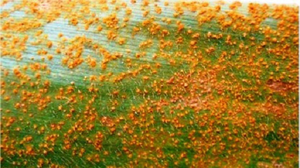 Bệnh gỉ sắt trên cây ngô chủ yếu gây hại ở phiến lá