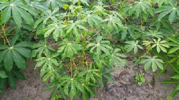 Môi trường truyền bệnh khảm lá sắn là do bọ phấn trắng