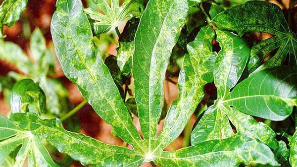 Bệnh có thể lan truyền qua các hom giống