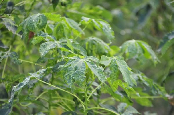 Để phòng bệnh khảm lá sắn bà con có thể phòng trừ môi giới truyền bệnh