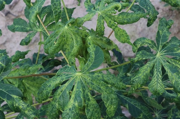 Bệnh khảm lá cây sắn thường do một loại virus gây ra