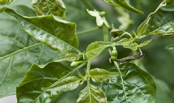 Để hạn chế bệnh khảm trên cây ớt bà con có thể bắt đầu từ việc chọn giống cây khoẻ