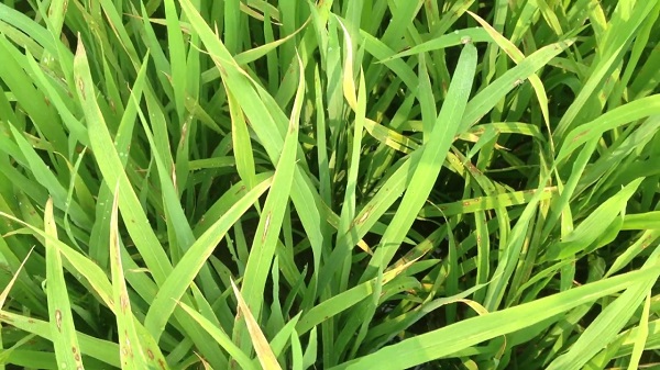 Bà con nên áp dụng đúng kỹ thuật trồng lúa thâm canh để kiểm soát tốt tình trạng bệnh