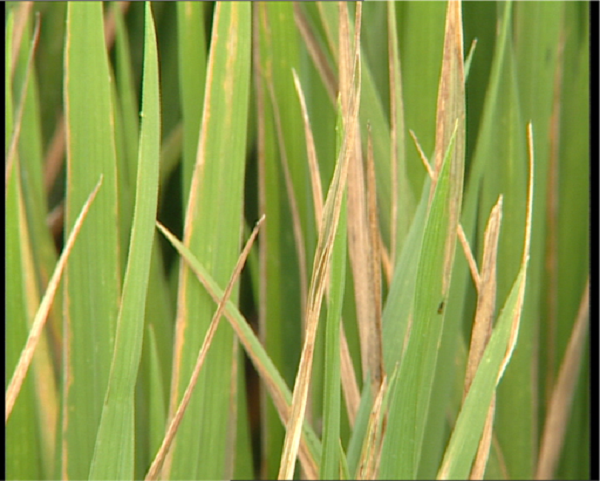 Bệnh sẽ xuất hiện ở đầu mép lá và dần lan xuống hai bên thân lá