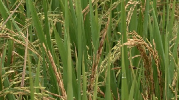 Bà con cần phòng trừ bệnh lem lép hạt lúa bằng cả phương pháp canh tác và các biện pháp hoá học