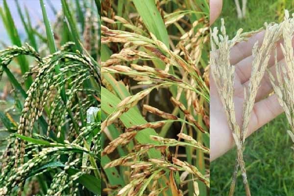 Bệnh lép hạt lúa có thể là lép trắng, lép xanh hoặc lép đen