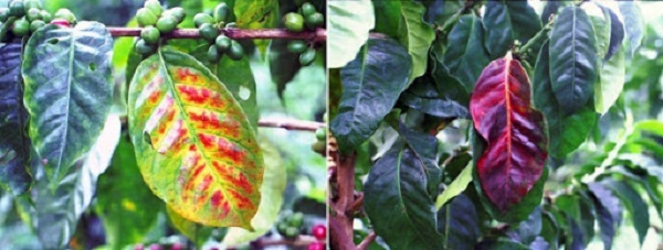 Bệnh tiến triển nặng có thể làm chế toàn bộ cây