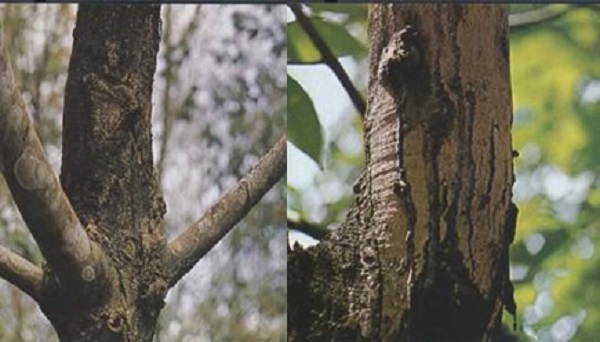 Bệnh nấm hồng muốn phòng trừ hiệu quả cần có biện pháp canh tác hợp lý