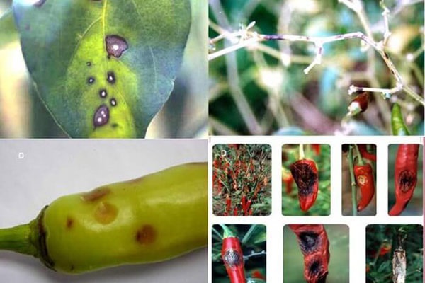 Bệnh thán thư trên cây ớt có những biểu hiện rất rõ ràng