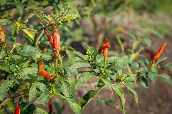 Bệnh thán thư sẽ phát triển nặng hơn khi cây trồng quá dày và bón dư đạm