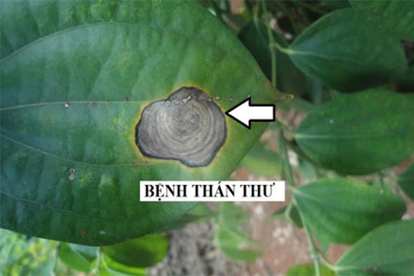 Nguyên nhân dẫn đến bệnh thán thư trên cây tiêu chủ yếu là do một loại nấm gây ra