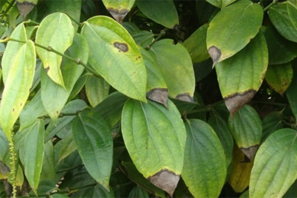 Bệnh thán thư trên cây tiêu có nhiều đấu hiệu để bà con nhận biết