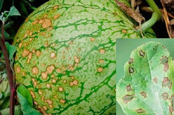 Cách phòng bệnh tốt nhất là tiêu huỷ tàn dư của vụ mùa trước