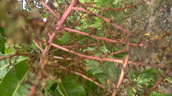 Thán thư có thể xuất hiện trên nhiều bộ phận của cây xoài