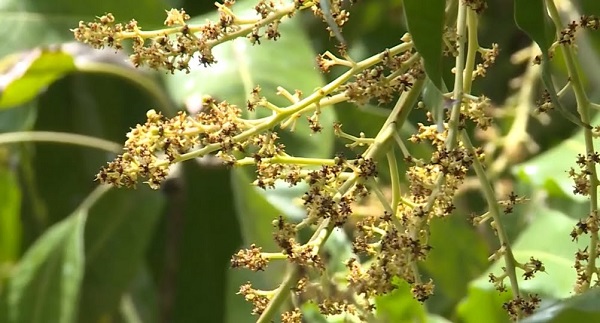 Có thể áp dụng biện pháp canh tác để phòng trừ bệnh thán thư trên xoài