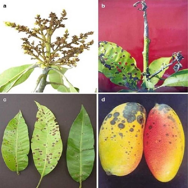 Bệnh thán thư trên xoài là do một loại nấm gây ra