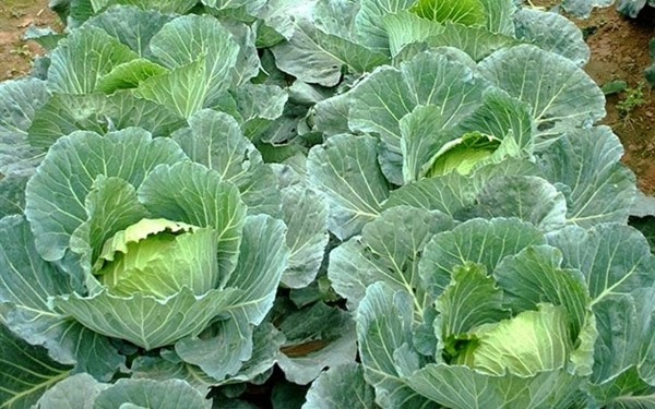 Bà con nên phòng trừ bệnh thối nhũn bắp cải ngay từ đầu bằng cách chọn cây giống khoẻ mạnh